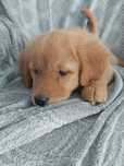 Golden Retriver Związek hodowców psów rasowych