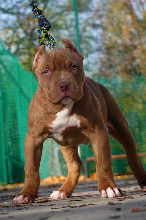 American Bully XL samiec