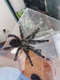 Avicularia braunshauseni samiec