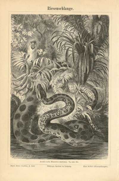 Węże  oryginalne XIX w. grafiki