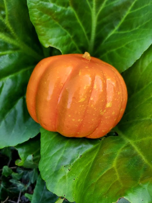 Promocja! Zestaw Jesiennych Dekoracji Sztucznych