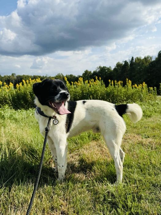 Cudowny Reksio szuka domku