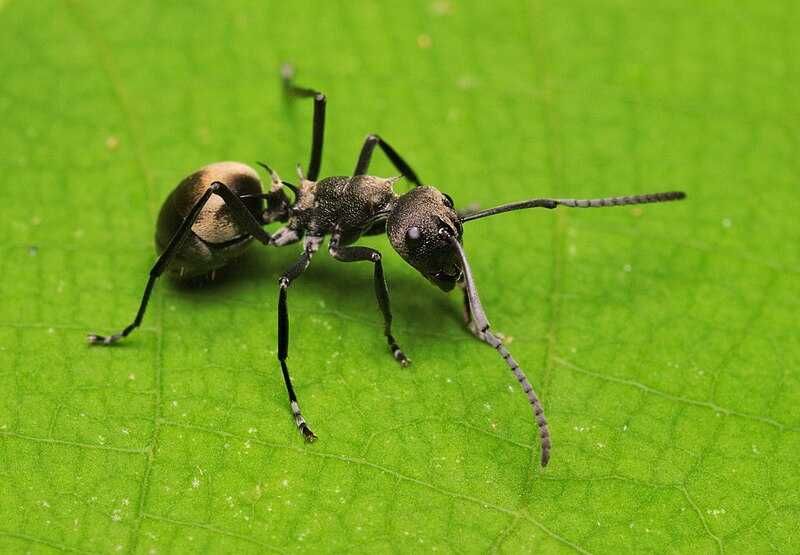 Мурахи муравьи Polyrhachis dives (ткачи) экзотические формикарий