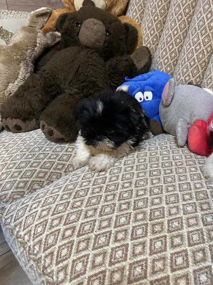 Suczka Shih Tzu z rodowodem