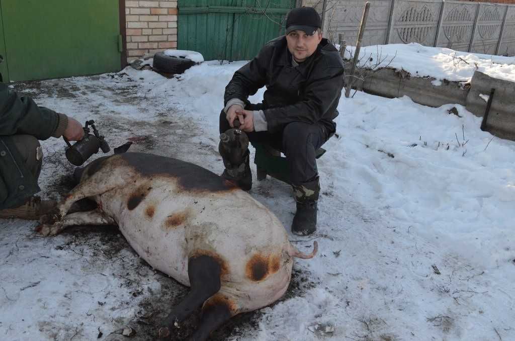 Забой скота свинина и крупо рогатый