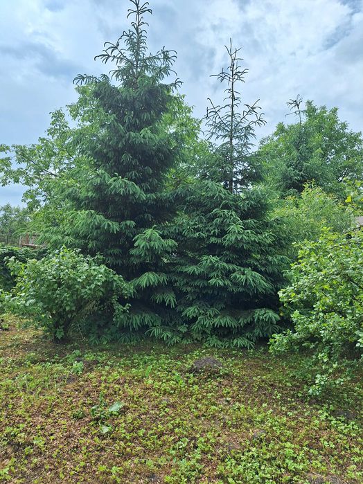 Живі ялинки 4,5,6,7,8м