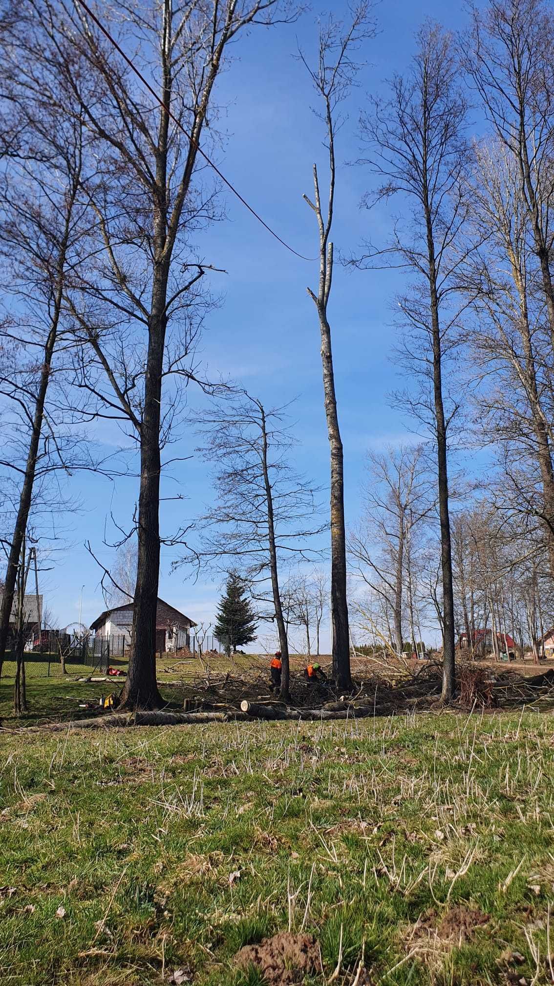 wycinka drzew metodą alpinistyczną prace wysokościowe frezowanie pni
