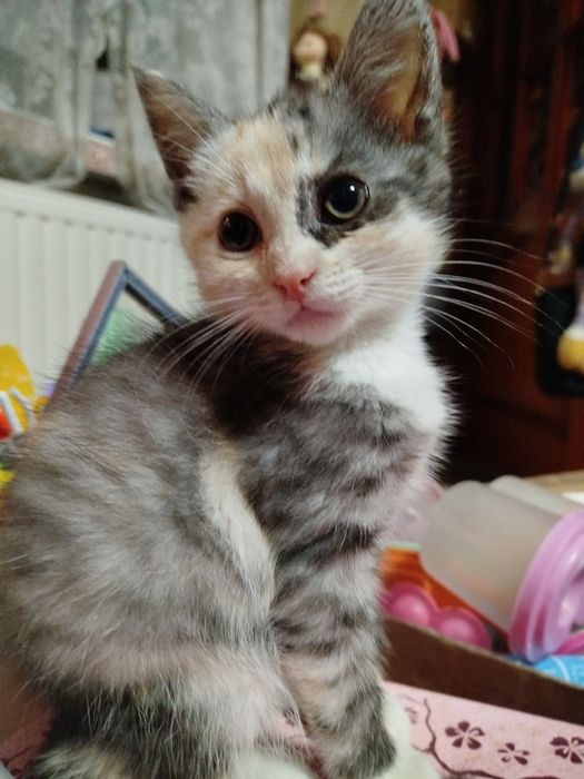 Віддамо в добрі руки кошенят.