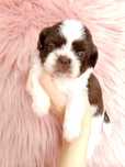 Przepiękna suczka Shih-Tzu biało czekoladowa