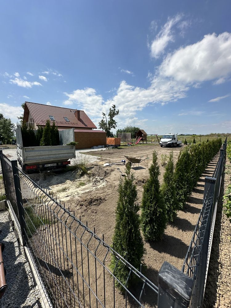 Tuja szmargd SADZENIE TRANSPORT producent plantacja
