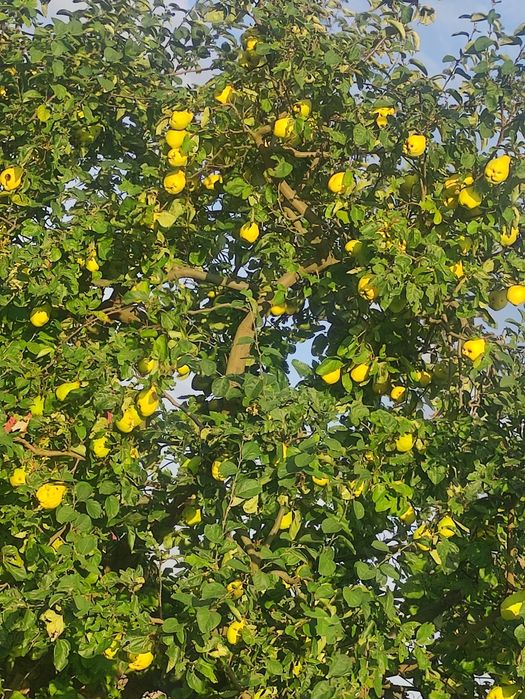 Sprzedam Pigwe Gruszkowa