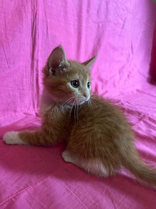 красивые котята для добрых людей !