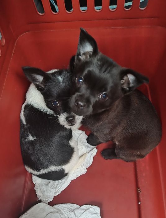 Szczeniaczki cudaczki.