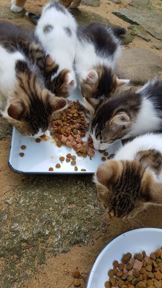Przekażę kotki do adopcji