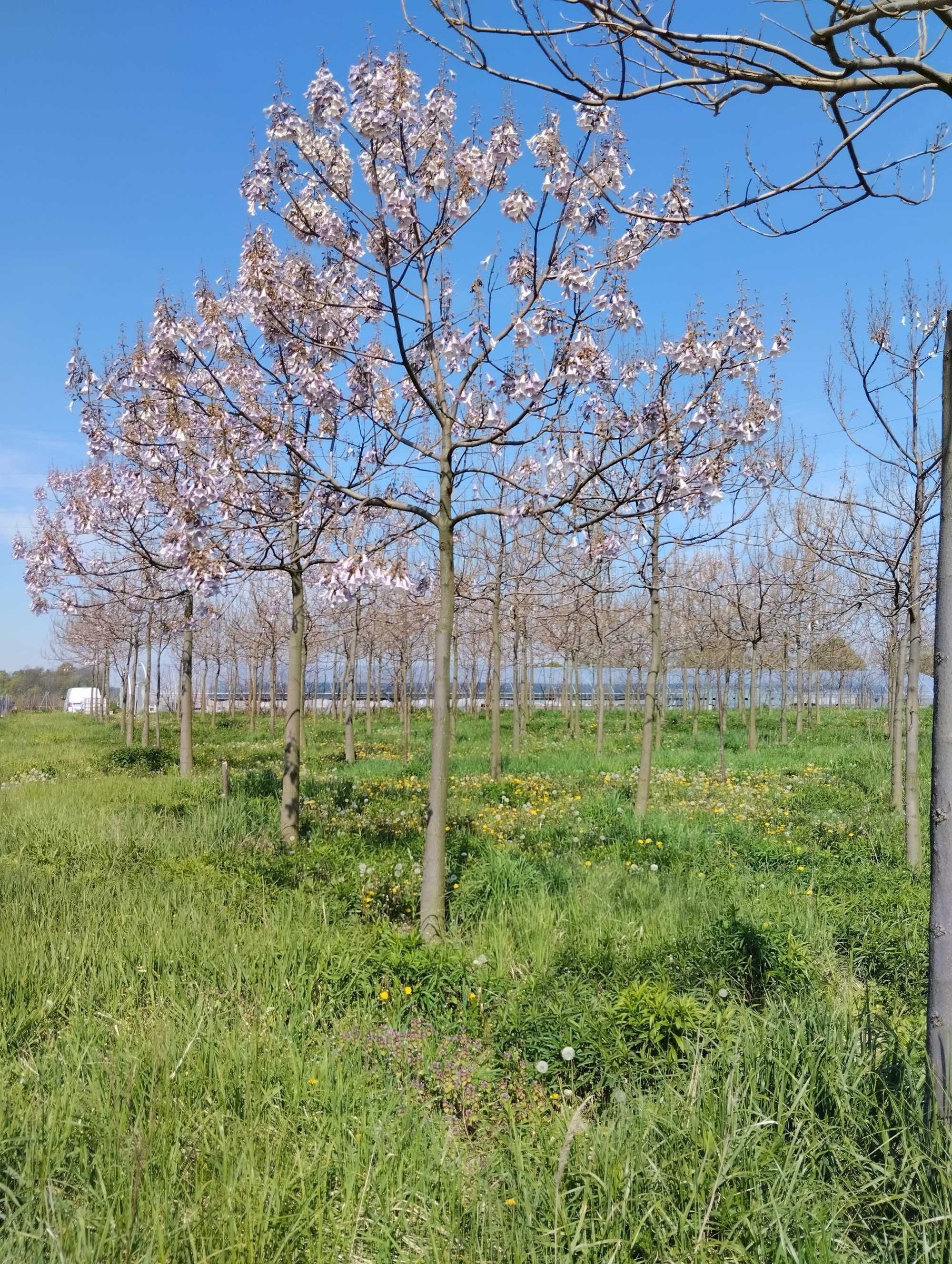 Drzewa Tlenowe, Paulownia, Oxytree, nie Shan Tong