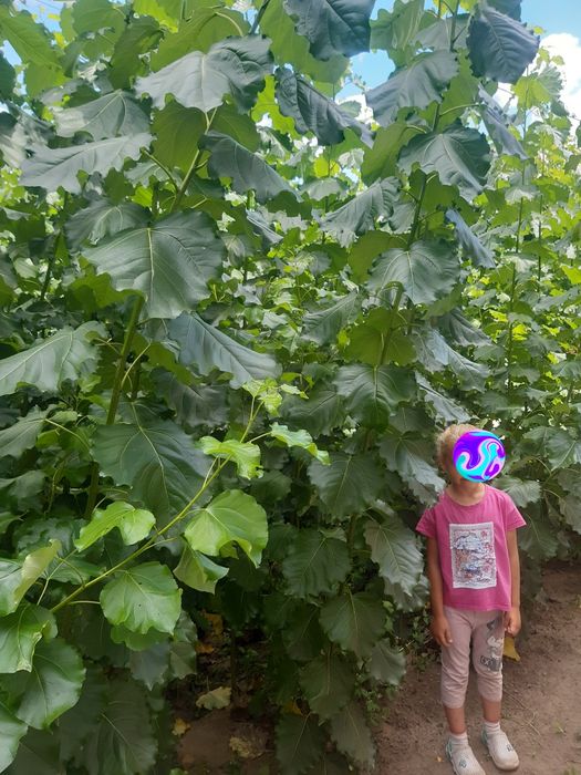 Seradela.łubin.żyto jare.owies..nostrzyk.rzodkiew.facelia.gryka..pszen