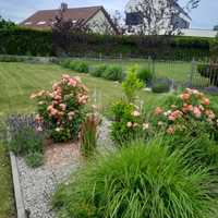 Pielęgnacja, projektowanie, zakładanie ogrodów - ogrodnik