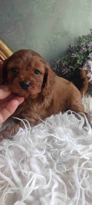 Cavapoo > piesek > rezerwacja .
