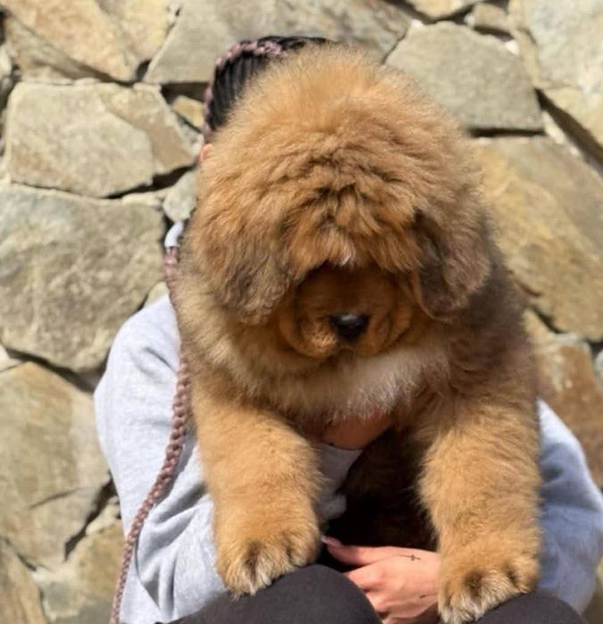 Mastif tybetański Zkwp Fci. Piesek