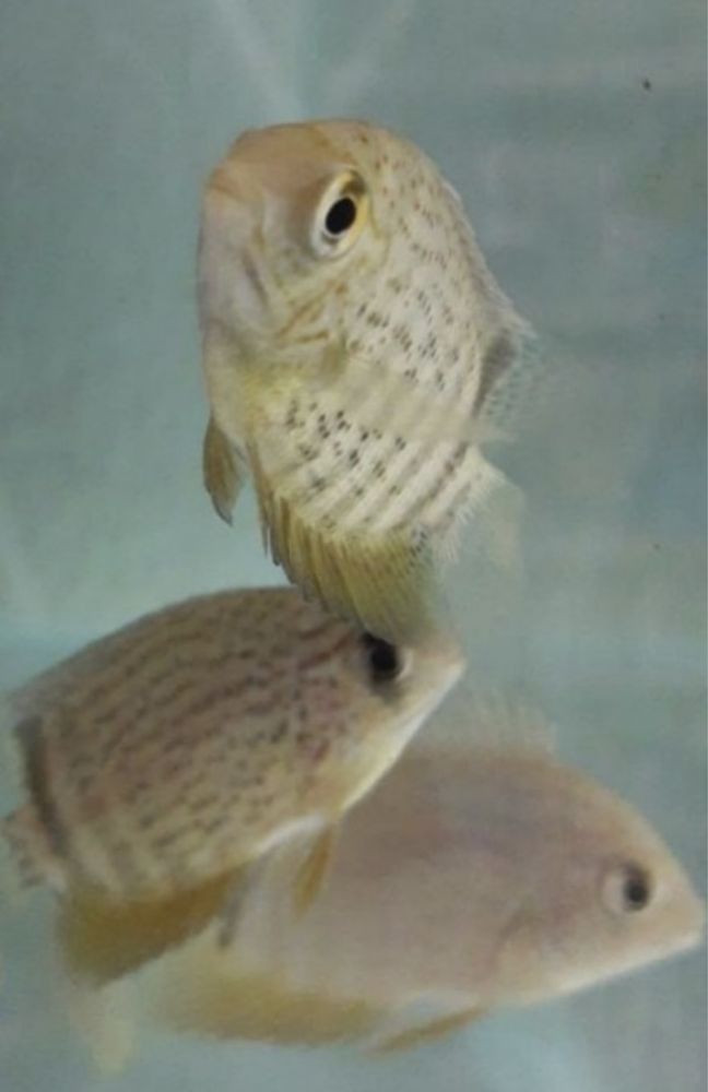 Severum  entre 5 centimetros