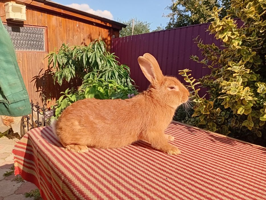 Продаються кролі