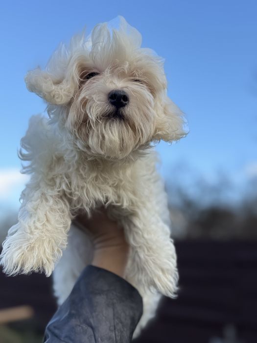 Тедди мальтипу ‼️ мальтіпу,