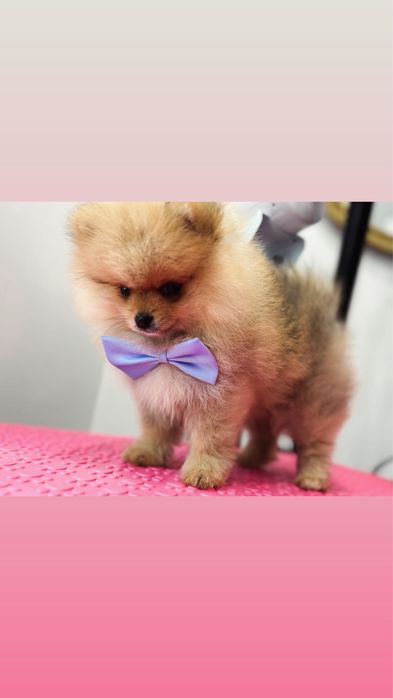 Pomeranian miniaturowy/typ Mis 10tyg