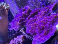 Montipora fioletowa koralowiec
