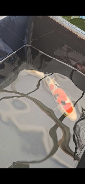 Carpa koi sanke 35cm