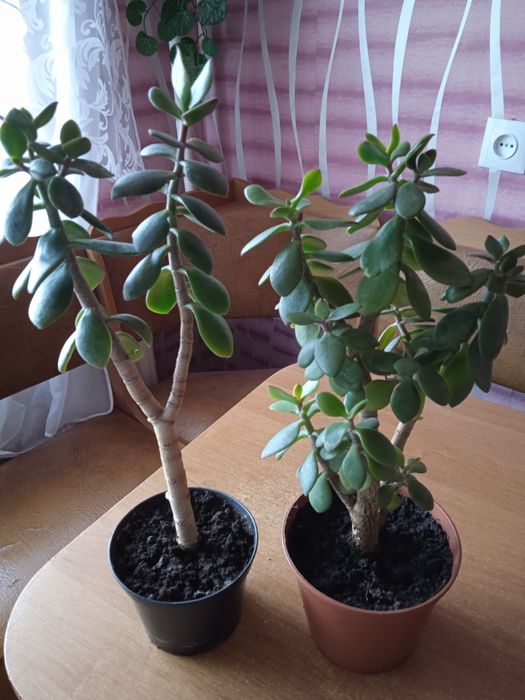 Продам 3 денежных дерева по 80 грн высота 45 см и 50 см(