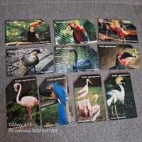 Komplet-seria kart  10sztuk-Ptaki egzotyczne