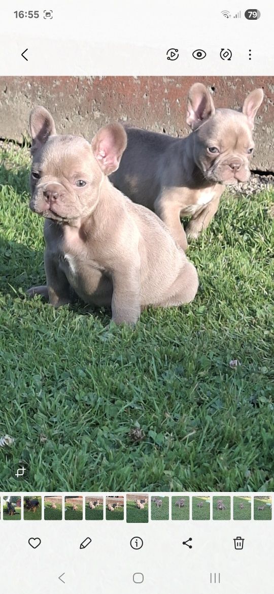 Buldog francuski Isabella