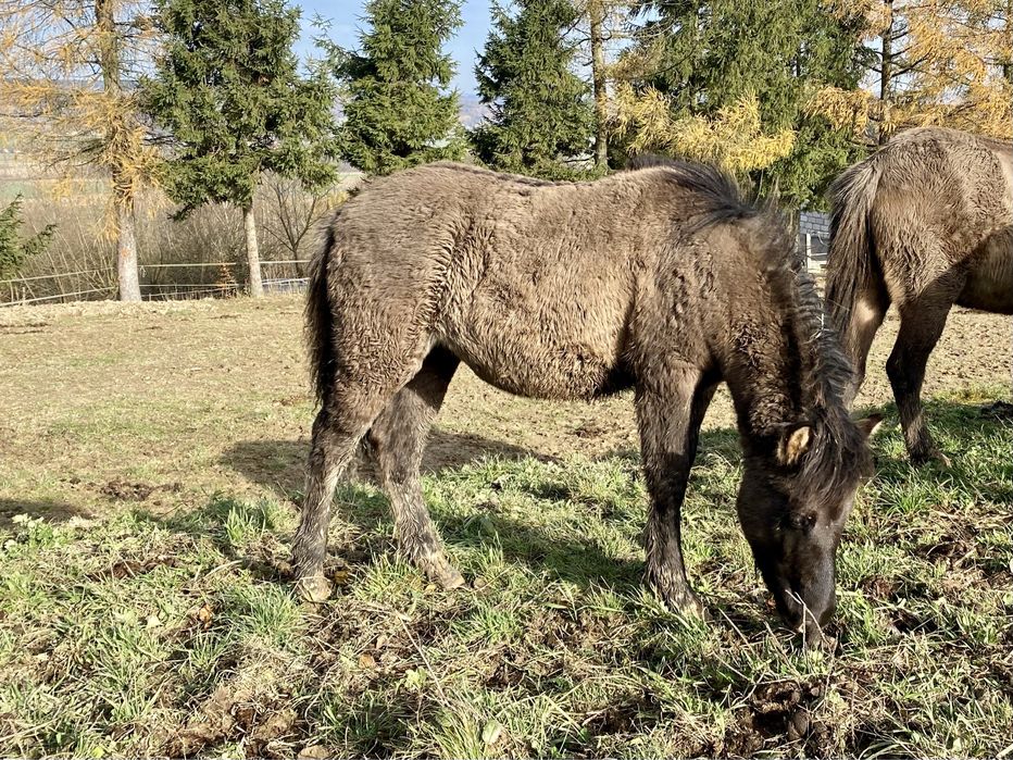 Klaczki Konika Polskiego 2025 Klacz Konik Polski