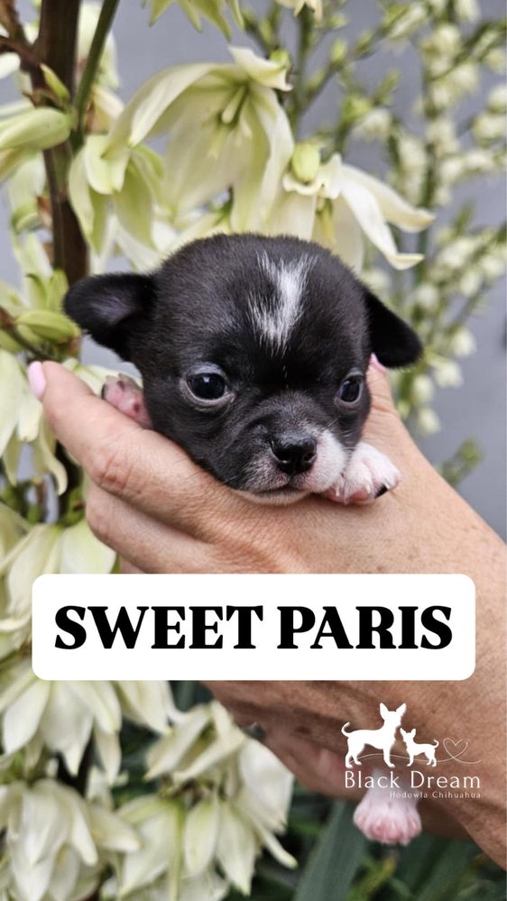 SWEET PARIS -dziewczynka chihuahua
