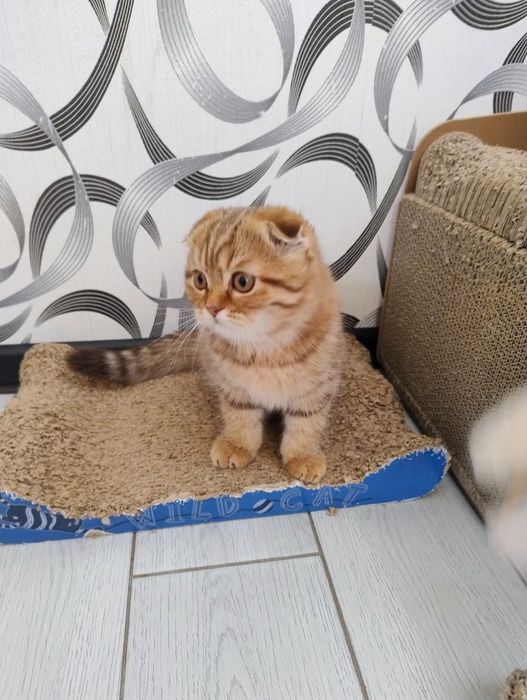 Шотландські кошенята фолд