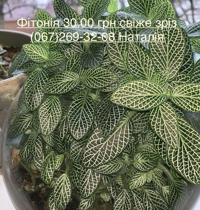 Фіттонія види Фіттонія