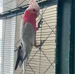 Catatua-galah  papagaio