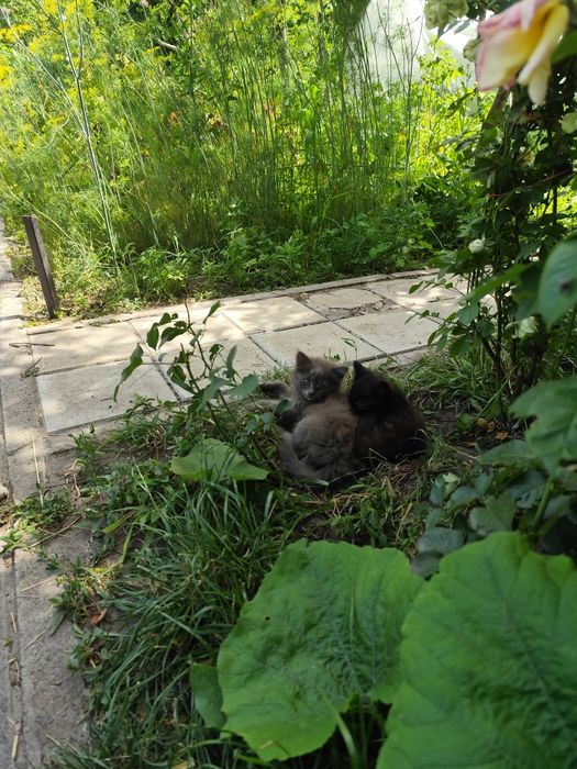 Кошенята в добрі руки