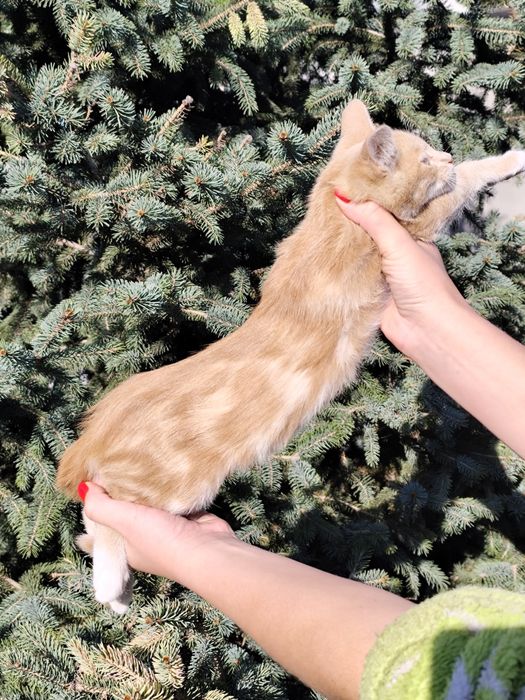 Мармуровий котик хлопчик