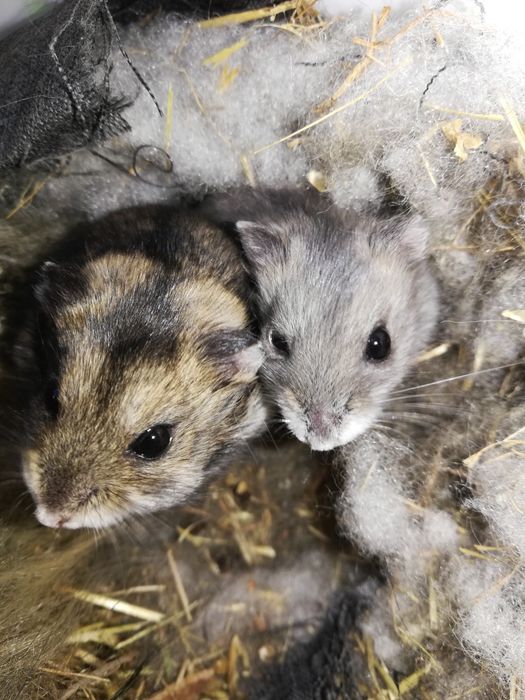 Хомячки джунгарики