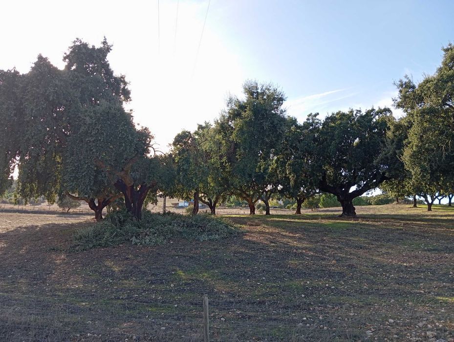 Terreno a 10 km de Estremoz