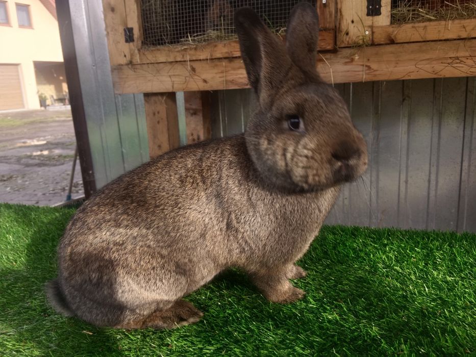 Króliki Wiedeński ciemnoszary