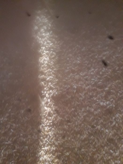 Przezyto do siewu lub pasze