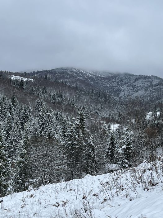 Оренда житла в карпатах