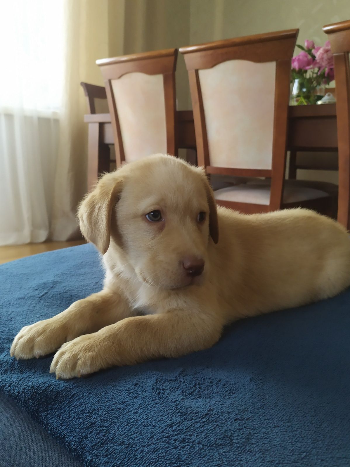 Labrador retriever