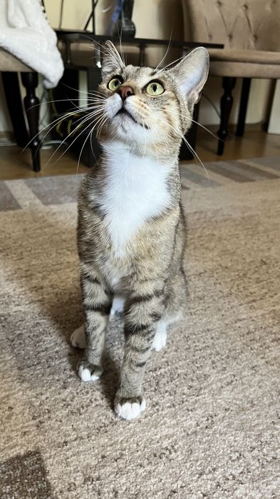 Котик Томчик шукає родину