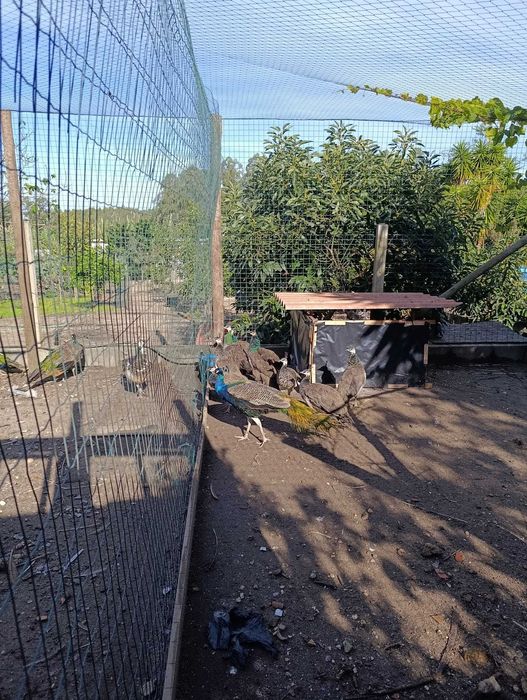 Pavoes spalding azuis