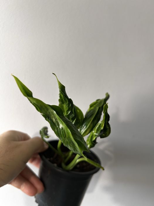 Epipremnum Shangri-la