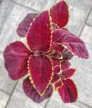 Koleus Pokrzywka Red Velvet do domu i na balkon
