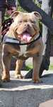 Samiec American bully pocket